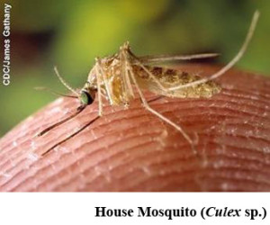 111House Mosquito