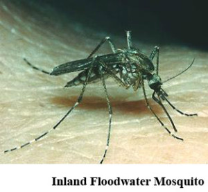 111Inland Floodland mosquito