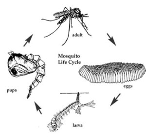 111Mosquito life cycle