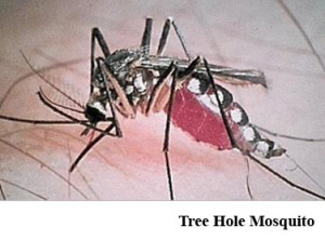 111Tree Hole Mosquito