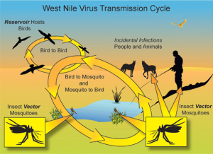 111West-Nile-Virus-Diagram