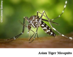 11Asian Tiger Mosquito