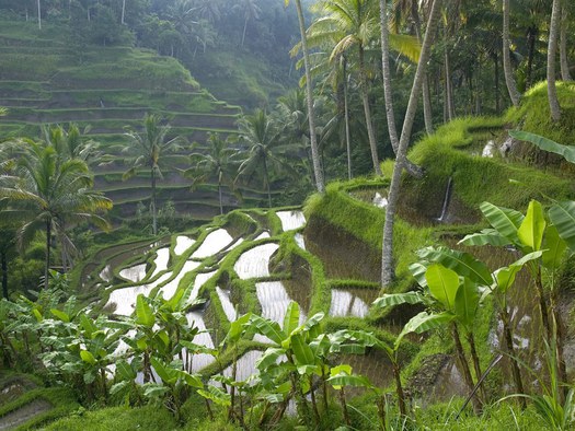 Terraced-Rice-Paddy-Ubud-Area-Bali-Indonesia_525