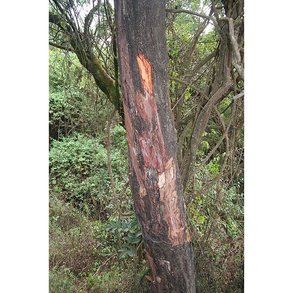 pygeum bark