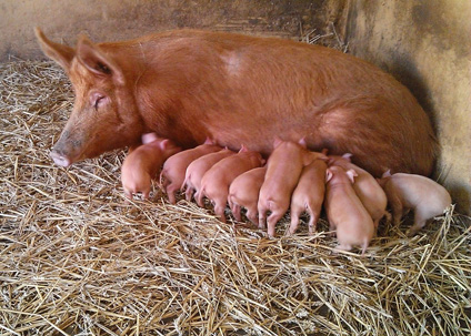 sow-and-ten-piglets-at-LDWLP-web