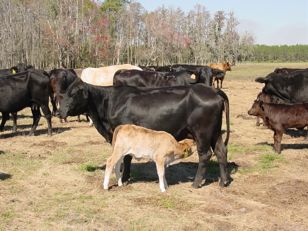 Calf-Nursing-steer-calf