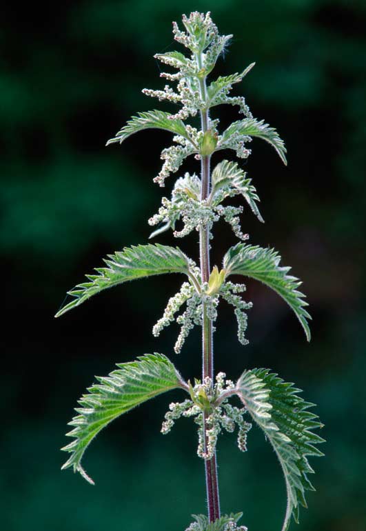 stinging-nettle-small-but-powerful-little-points-urtica-dioica