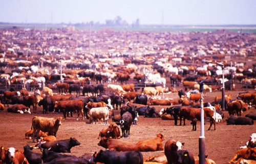 beef-indag-ii-livestock-article1